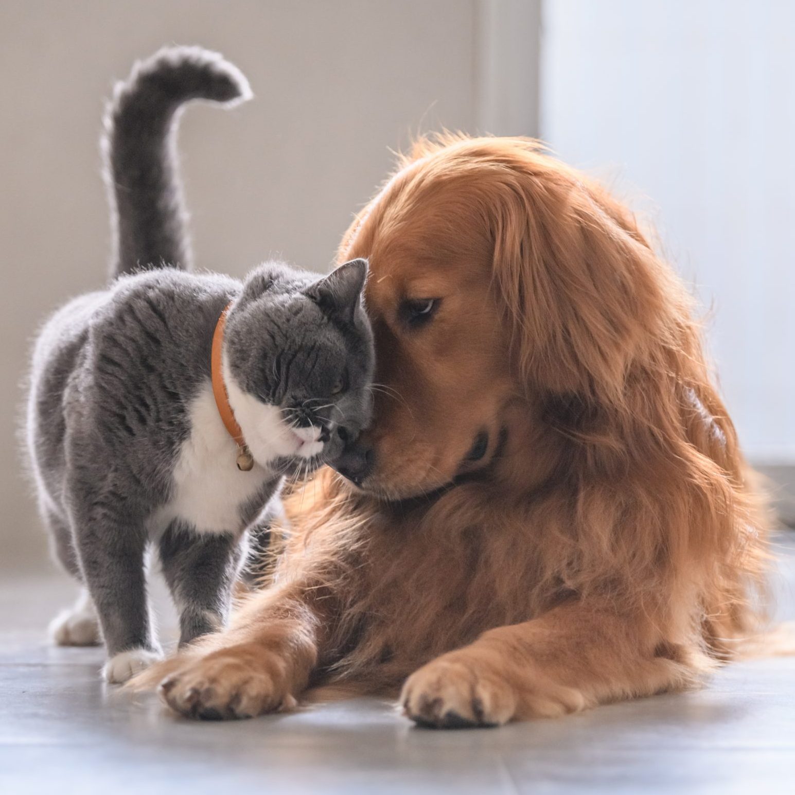Katze und Hund glücklich